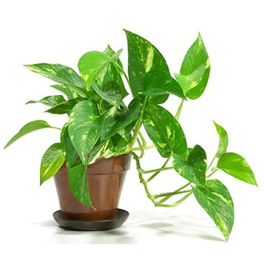 Scindapsus - Epipremnum Aureum - Money Plant